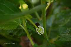 Morus alba